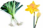 leeks and dafodils