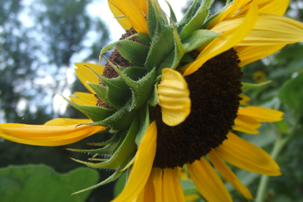 sunflower